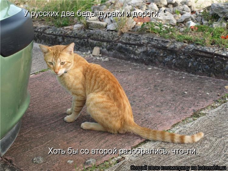 Котоматрица: У русских две беды:дураки и дороги.  Хоть бы со второй разобрались, что-ли.
