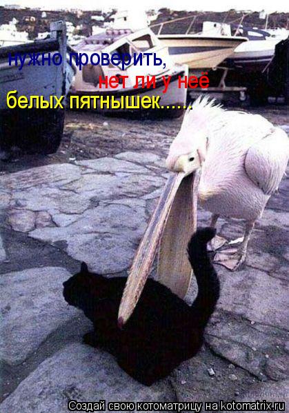 Котоматрица: нужно проверить, нет ли у неё белых пятнышек......