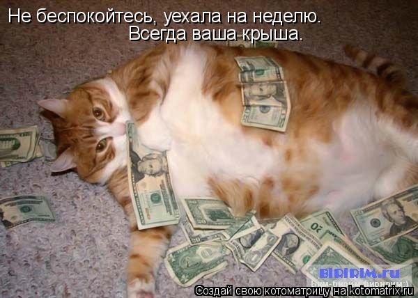 Котоматрица: Не беспокойтесь, уехала на неделю. Всегда ваша крыша.
