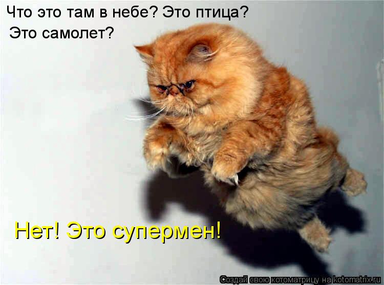 Котоматрица: Что это там в небе? Это птица?  Это самолет? Нет! Это супермен!