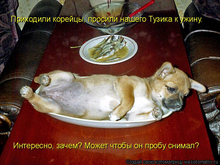 Котоматрица: Приходили корейцы, просили нашего Тузика к ужину. Интересно, зачем? Может чтобы он пробу снимал?