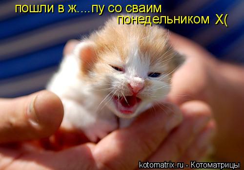 пошли в ж....пу со сваим понедельником X(... Котоматрица: пошли в ж....пу со сваим понедельником X(