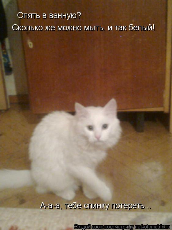 Котоматрица: Опять в ванную?  Сколько же можно мыть, и так белый!  А-а-а, тебе спинку потереть...