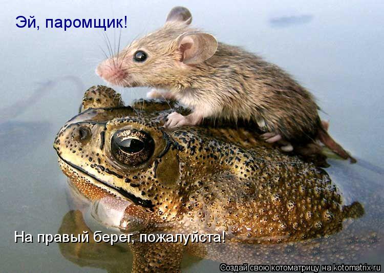 На правый берег, пожалуйста! Эй, паромщик!... Котоматрица: На правый берег, пожалуйста! Эй, паромщик!