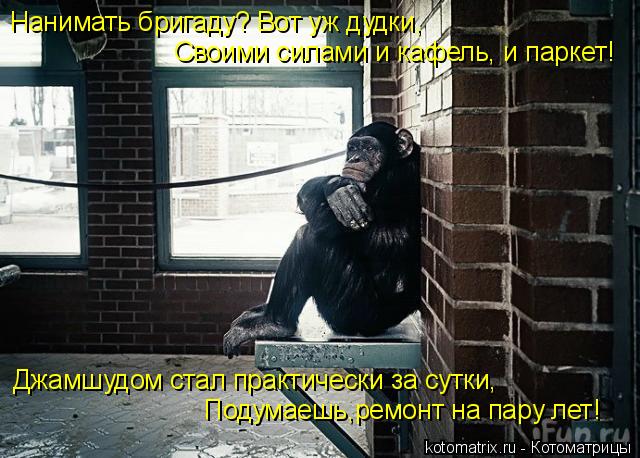 Нанимать бригаду? Вот уж дудки, Своими силами и кафель, и паркет! Джамшудом стал практически за сутки... Котоматрица: Нанимать бригаду? Вот уж дудки, Своими силами и кафель, и паркет! Джамшудом стал практически за сутки, Подумаешь,ремонт на пару лет!