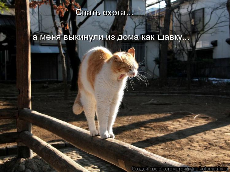 Котоматрица: Спать охота... а меня выкинули из дома как шавку...