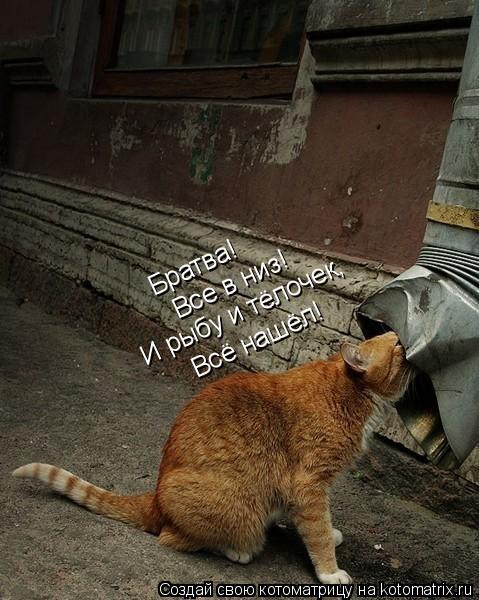 Котоматрица: Братва! Все в низ! И рыбу и тёлочек, Всё нашёл!