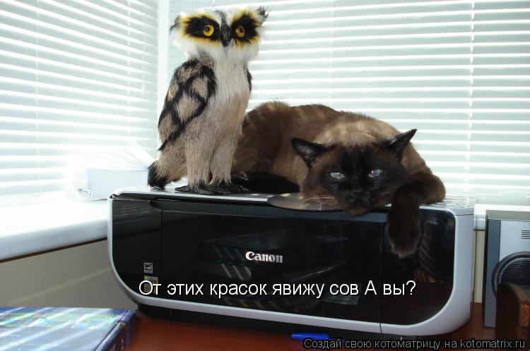 Котоматрица: От этих красок явижу сов А вы?