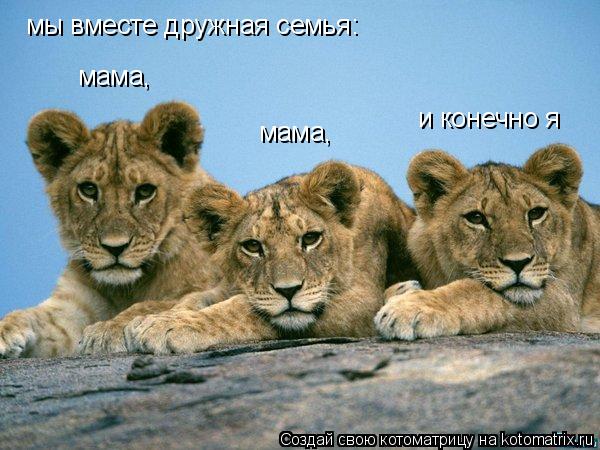 Котоматрица: мы вместе дружная семья: мама,                                    мама,                                    и конечно я