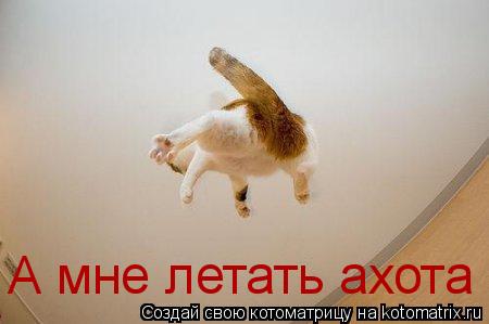 Котоматрица: А мне летать ахота