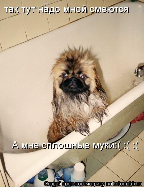 Котоматрица: так тут надо мной смеются А мне сплошные муки:( :( :(