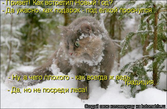 Котоматрица: - Привет! Как встретил Новый Год? - Да ужасно: как подарок - под ёлкой проснулся... - Ну, а чего плохого - как всегда ж ведь...  традиция... - Да, но 