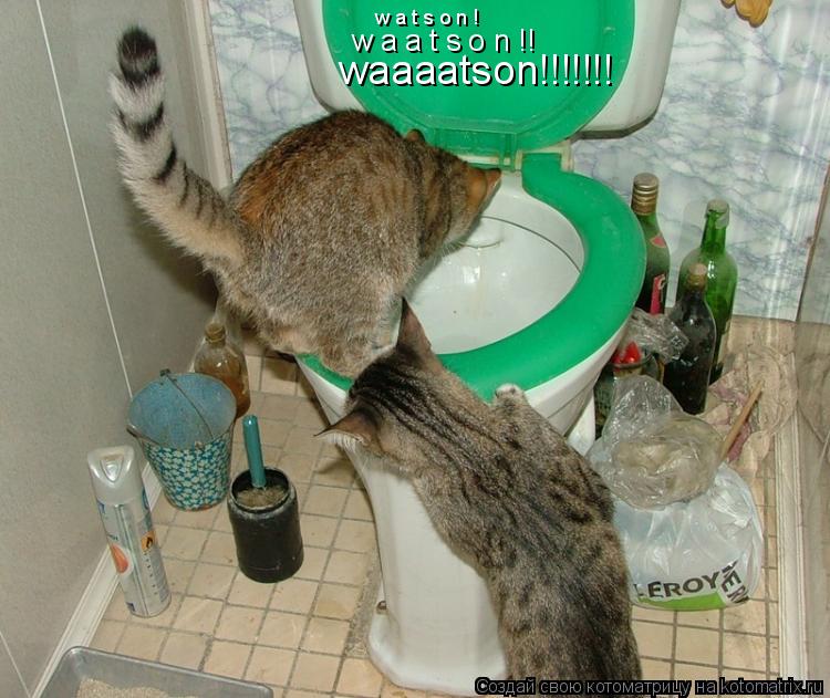 waaaatson!!!!!!! w a a t s o n !! w a t s o n !... Котоматрица: waaaatson!!!!!!! w a a t s o n !! w a t s o n !
