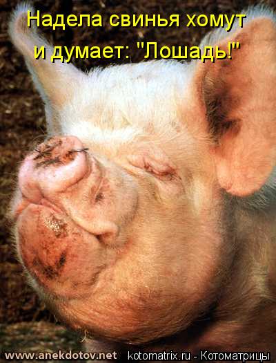 Котоматрица: Надела свинья хомут  и думает: "Лошадь!"