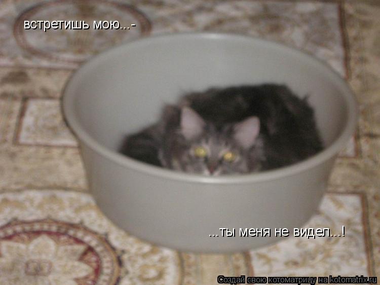 Котоматрица: встретишь мою...- ...ты меня не видел...!