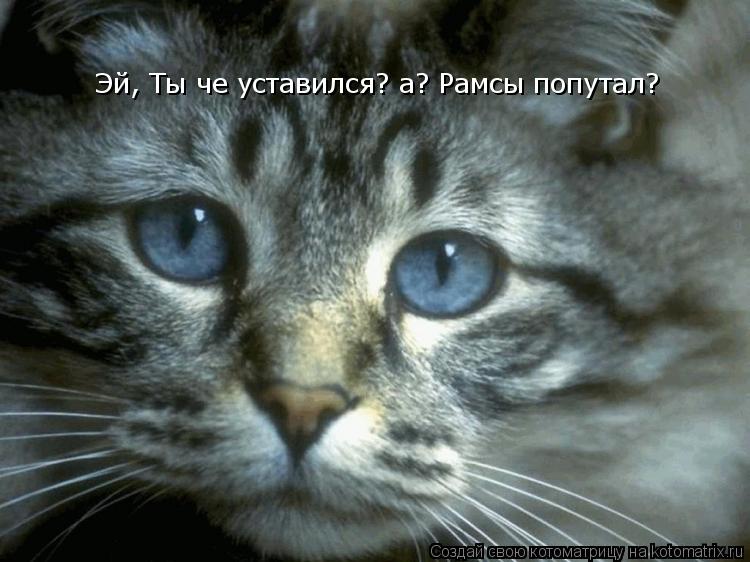 Котоматрица: Эй, Ты че уставился? а? Рамсы попутал?