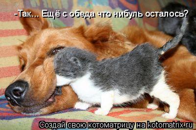 Котоматрица: -Так... Ещё с обеда что нибуль осталось?