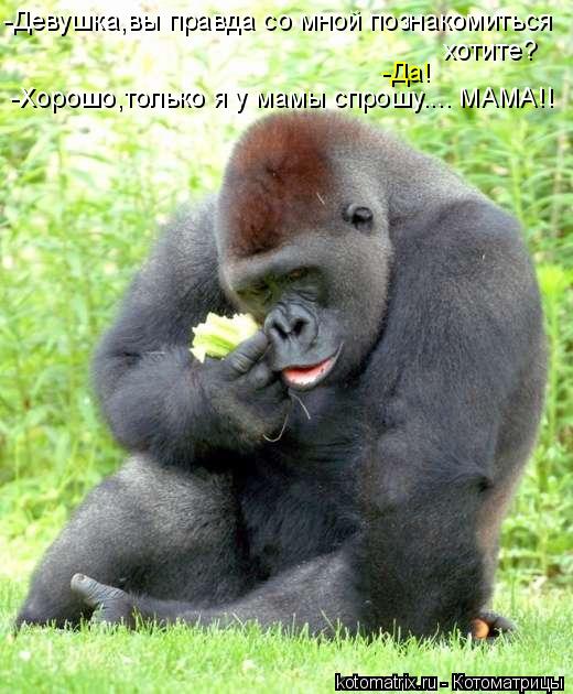 -Девушка,вы правда со мной познакомиться хотите? -Хорошо,только я у мамы спрошу.... МАМА!! -Да!... Котоматрица: -Девушка,вы правда со мной познакомиться хотите? -Хорошо,только я у мамы спрошу.... МАМА!! -Да!