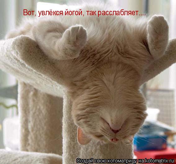 Вот, увлёкся йогой, так расслабляет....... Котоматрица: Вот, увлёкся йогой, так расслабляет....