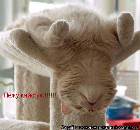 Котоматрица: Лежу кайфую!!!!!!