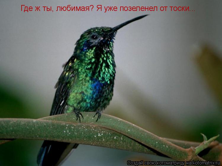 Где ж ты, любимая? Я уже позеленел от тоски...... Котоматрица: Где ж ты, любимая? Я уже позеленел от тоски...