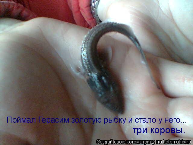 Поймал Герасим золотую рыбку и стало у него... три коровы.... Котоматрица: Поймал Герасим золотую рыбку и стало у него... три коровы.