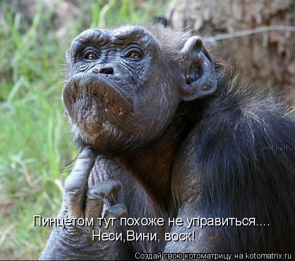 Котоматрица: Пинцетом тут похоже не управиться.... Неси,Вини, воск!