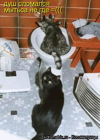 Котоматрица: душ сломался мытьса не где =(((