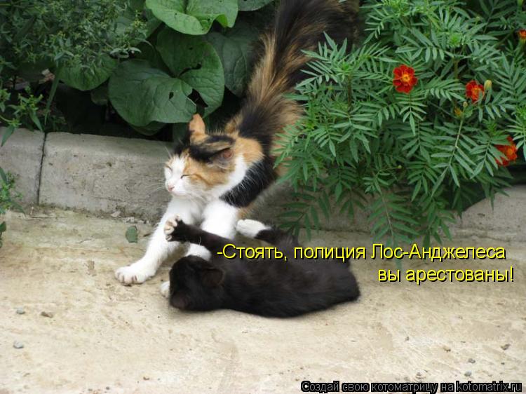 -Стоять, полиция Лос-Анджелеса вы арестованы!... Котоматрица: -Стоять, полиция Лос-Анджелеса вы арестованы!