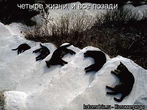Котоматрица: четыре жизни, и все позади