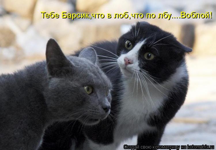 Тебе Барсик,что в лоб,что по лбу....Воблой!... Котоматрица: Тебе Барсик,что в лоб,что по лбу....Воблой!