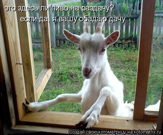 Котоматрица: это здесь ли пиво на раздачу? если да, я вашу обадаю дачу