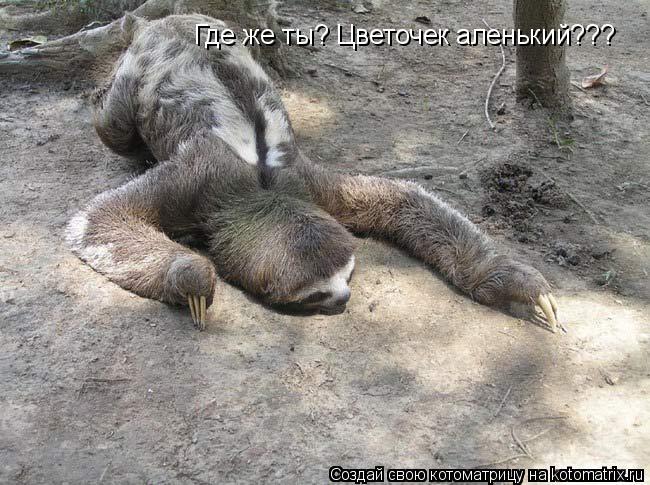 Где же ты? Цветочек аленький???... Котоматрица: Где же ты? Цветочек аленький???