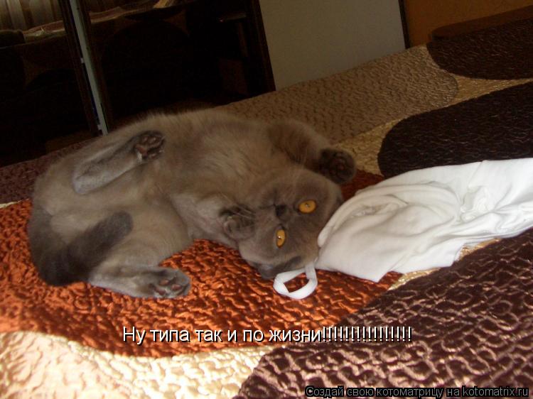 Котоматрица: Ну типа так и по жизни!!!!!!!!!!!!!!!!