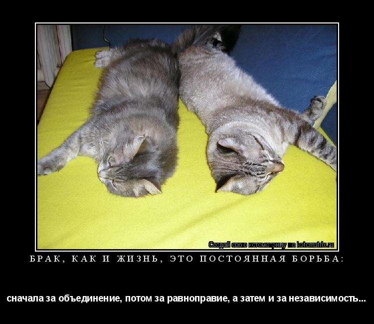 БРАК, КАК И ЖИЗНЬ, ЭТО ПОСТОЯННАЯ БОРЬБА: сначала за объединение, потом за равноправие, а затем и за ... Котоматрица: БРАК, КАК И ЖИЗНЬ, ЭТО ПОСТОЯННАЯ БОРЬБА: сначала за объединение, потом за равноправие, а затем и за независимость...