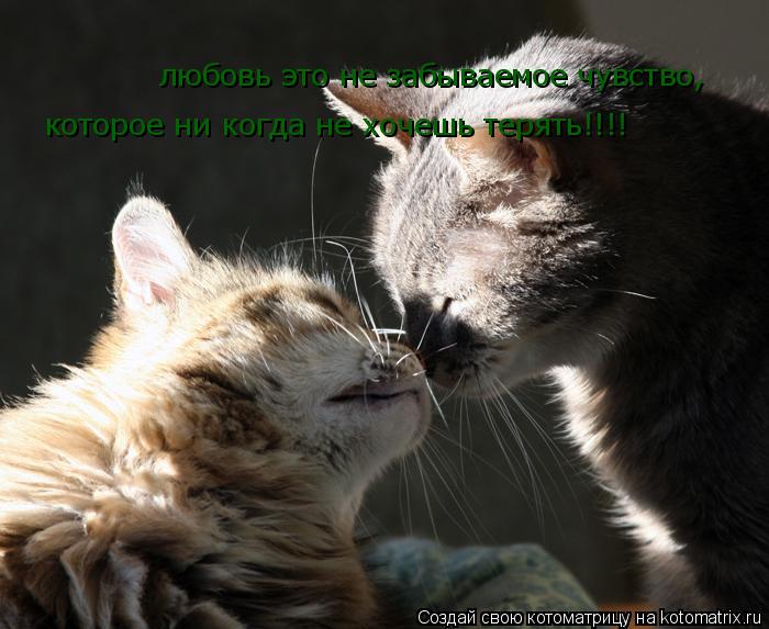 Котоматрица: любовь это не забываемое чувство, которое ни когда не хочешь терять!!!!