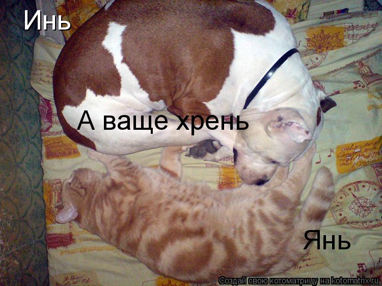 Котоматрица: Инь Янь А ваще хрень