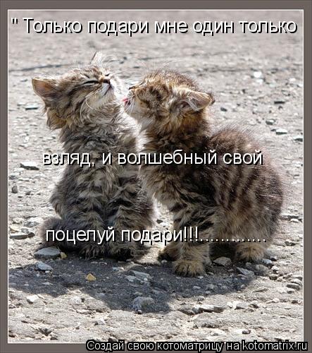 Котоматрица: " Только подари мне один только взляд, и волшебный свой  поцелуй подари!!!.............