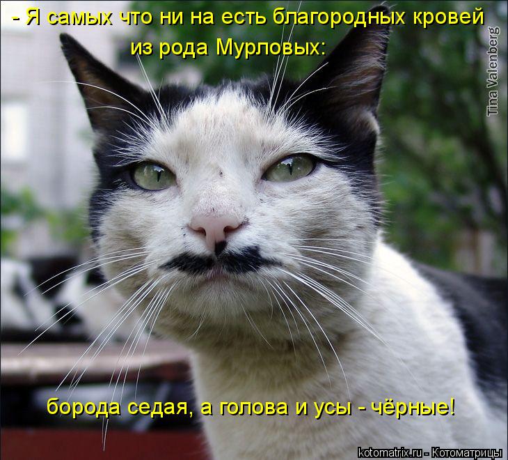 Котоматрица: - Я самых что ни на есть благородных кровей  из рода Мурловых:  борода седая, а голова и усы - чёрные!