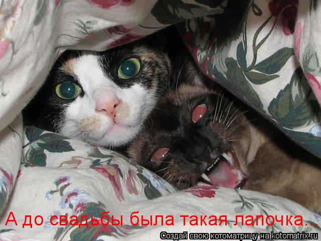 Котоматрица: А до свадьбы была такая лапочка...