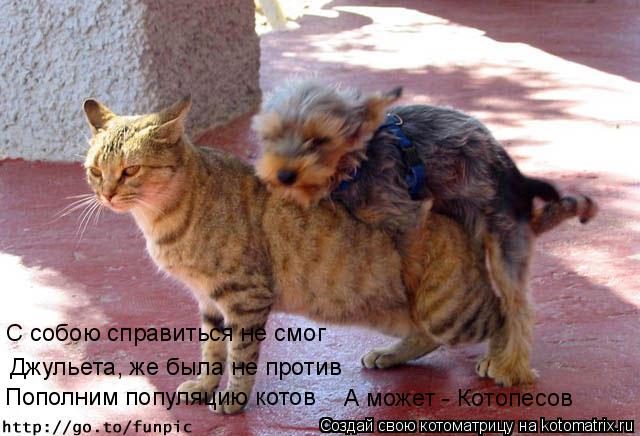 Котоматрица: С собою справиться не смог Джульета, же была не против Пополним популяцию котов А может - Котопесов