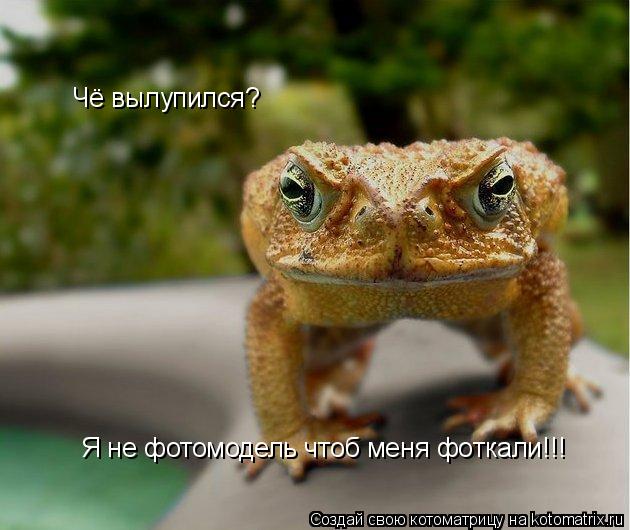 Котоматрица: Чё вылупился? Я не фотомодель чтоб меня фоткали!!!