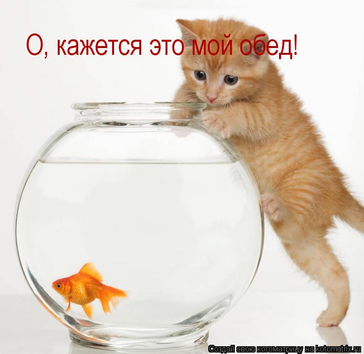 О, кажется это мой обед!... Котоматрица: О, кажется это мой обед!
