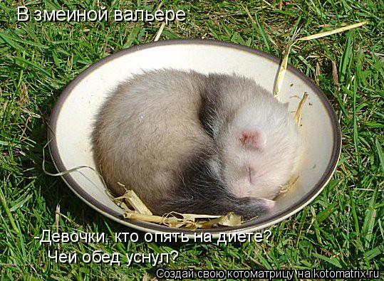 Котоматрица: В змеиной вальере: -Девочки, кто опять на диете? Чей обед уснул?