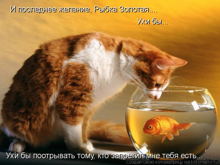 Котоматрица: И последнее желание, Рыбка Золотая.... Ухи бы... Ухи бы поотрывать тому, кто запретил мне тебя есть...