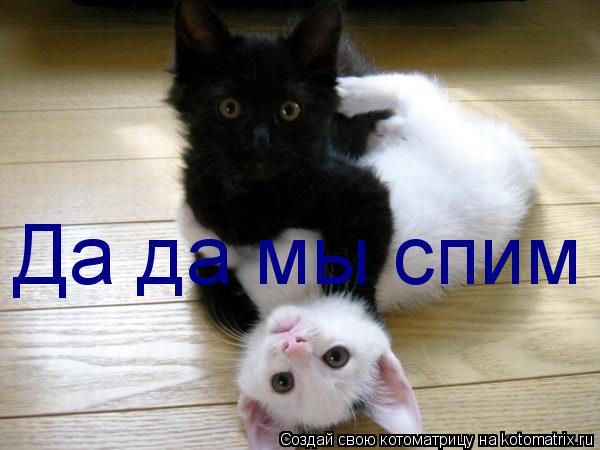 Котоматрица: Да да мы спим