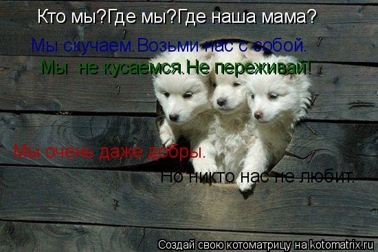 Котоматрица: Кто мы?Где мы?Где наша мама? Мы скучаем.Возьми нас с собой. Мы  не кусаемся.Не переживай! Мы очень даже добры. Но никто нас не любит.