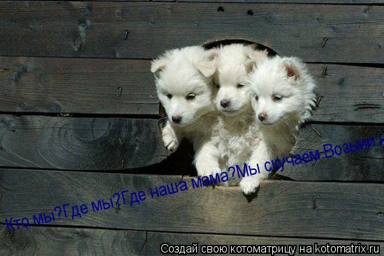Котоматрица: Кто мы?Где мы?Где наша мама?Мы скучаем.Возьми нас с собой!
