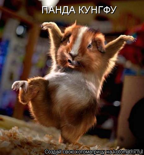 Котоматрица: ПАНДА КУНГФУ