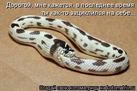 Котоматрица: Дорогой, мне кажется, в последнее время ты как-то зациклился на себе...